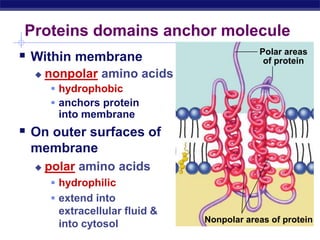 AP Biology
Proteins domains anchor molecule
 Within membrane
 nonpolar amino acids
 hydrophobic
 anchors protein
into membrane
 On outer surfaces of
membrane
 polar amino acids
 hydrophilic
 extend into
extracellular fluid &
into cytosol
Polar areas
of protein
Nonpolar areas of protein
 