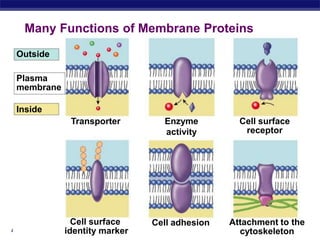 AP Biology
Many Functions of Membrane Proteins
Outside
Plasma
membrane
Inside
Transporter Cell surface
receptor
Enzyme
activity
Cell surface
identity marker
Attachment to the
cytoskeleton
Cell adhesion
 