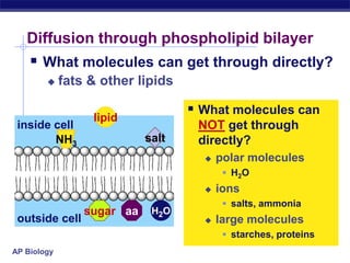 AP Biology
Diffusion through phospholipid bilayer
 What molecules can get through directly?
 fats & other lipids
inside cell
outside cell
lipid
salt
aa H2Osugar
NH3
 What molecules can
NOT get through
directly?
 polar molecules
 H2O
 ions
 salts, ammonia
 large molecules
 starches, proteins
 