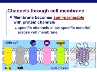 AP Biology
Channels through cell membrane
 Membrane becomes semi-permeable
with protein channels
 specific channels allow specific material
across cell membrane
inside cell
outside cell
sugaraaH2O
saltNH3
 