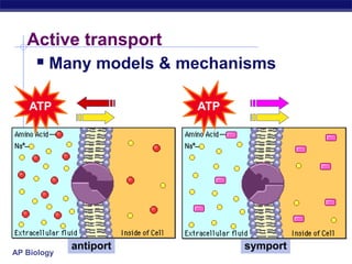 AP Biology
symportantiport
Active transport
 Many models & mechanisms
ATP ATP
 