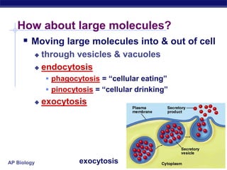 AP Biology
How about large molecules?
 Moving large molecules into & out of cell
 through vesicles & vacuoles
 endocytosis
 phagocytosis = “cellular eating”
 pinocytosis = “cellular drinking”
 exocytosis
exocytosis
 