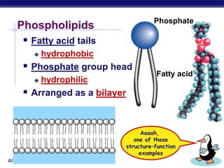 AP Biology
Phospholipids
Fatty acid
Phosphate
 Fatty acid tails
 hydrophobic
 Phosphate group head
 hydrophilic
 Arranged as a bilayer
Aaaah,
one of those
structure–function
examples
 