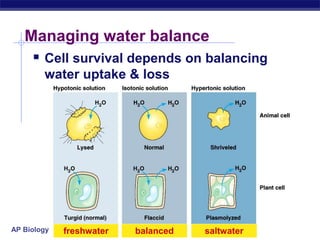 AP Biology freshwater balanced saltwater
Managing water balance
 Cell survival depends on balancing
water uptake & loss
 