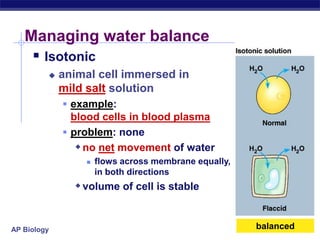 AP Biology
Managing water balance
 Isotonic
 animal cell immersed in
mild salt solution
 example:
blood cells in blood plasma
 problem: none
no net movement of water
 flows across membrane equally,
in both directions
volume of cell is stable
balanced
 