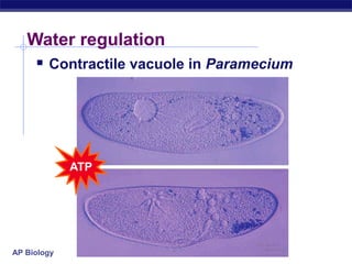AP Biology
Water regulation
 Contractile vacuole in Paramecium
ATP
 