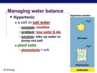 AP Biology
Managing water balance
 Hypertonic
 a cell in salt water
 example: shellfish
 problem: lose water & die
 solution: take up water or
pump out salt
 plant cells
 plasmolysis = wilt
saltwater
 