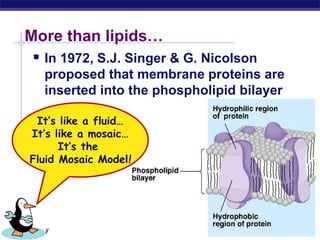 AP Biology
More than lipids…
 In 1972, S.J. Singer & G. Nicolson
proposed that membrane proteins are
inserted into the phospholipid bilayer
It’s like a fluid…
It’s like a mosaic…
It’s the
Fluid Mosaic Model!
 