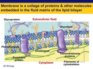 AP Biology
Membrane is a collage of proteins & other molecules
embedded in the fluid matrix of the lipid bilayer
Extracellular fluid
Cholesterol
Cytoplasm
Glycolipid
Transmembrane
proteins
Filaments of
cytoskeleton
Peripheral
protein
Glycoprotein
Phospholipids
 