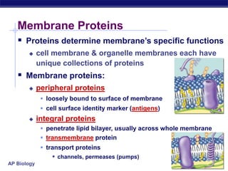 AP Biology
Membrane Proteins
 Proteins determine membrane’s specific functions
 cell membrane & organelle membranes each have
unique collections of proteins
 Membrane proteins:
 peripheral proteins
 loosely bound to surface of membrane
 cell surface identity marker (antigens)
 integral proteins
 penetrate lipid bilayer, usually across whole membrane
 transmembrane protein
 transport proteins
 channels, permeases (pumps)
 