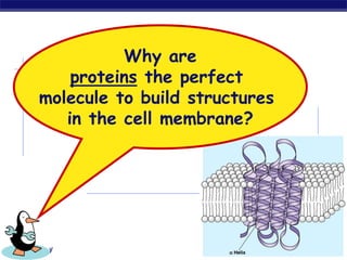 AP Biology 2007-2008
Why are
proteins the perfect
molecule to build structures
in the cell membrane?
 