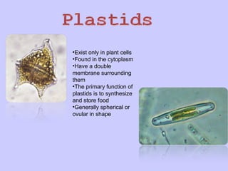 •Exist only in plant cells
•Found in the cytoplasm
•Have a double
membrane surrounding
them
•The primary function of
plastids is to synthesize
and store food
•Generally spherical or
ovular in shape
 