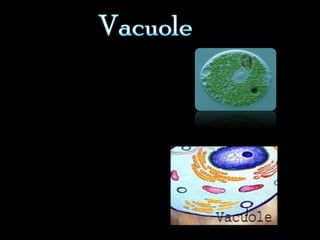 A cavity within the
cytoplasm surrounded
by a single membrane
and containing fluid,
food, or metabolic
waste. In plant cells
there is one very large
vacuole, in animal
cells there are small,
specialized vacuoles.
The vacuole holds on
to anything the cell
might need like more
food or water and the
waste is broken down
and eventually sent
out of the cell.
 