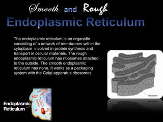 The endoplasmic reticulum is an organelle
consisting of a network of membranes within the
cytoplasm involved in protein synthesis and
transport in cellular materials. The rough
endoplasmic reticulum has ribosomes attached
to the outside. The smooth endoplasmic
reticulum has none. It works as a packaging
system with the Golgi apparatus ribosomes.
 