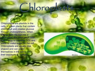 Chloroplasts are plastids in the
cells of green plants that contain
chlorophyll and creates glucose
through photosynthesis. When
energy from the sun hits a
chloroplast, the chlorophyll uses
that energy to combine CO2 and
water to make sugar for the cell.
Chloroplasts are usually disk
shaped and can orient
themselves in the cell to vary
their exposure to sunlight.
 