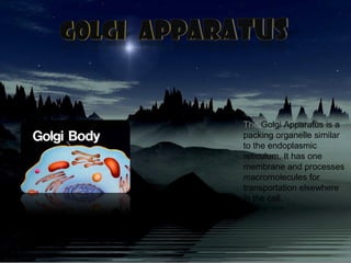 The Golgi Apparatus is a
packing organelle similar
to the endoplasmic
reticulum. It has one
membrane and processes
macromolecules for
transportation elsewhere
in the cell.
 