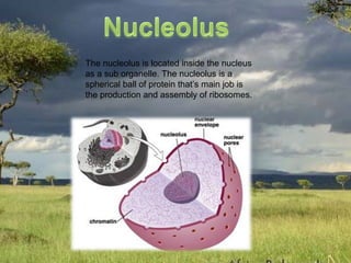 The nucleolus is located inside the nucleus
as a sub organelle. The nucleolus is a
spherical ball of protein that’s main job is
the production and assembly of ribosomes.
 