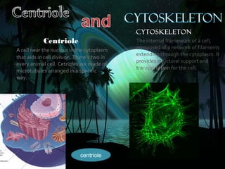 Cytoskeleton
            Centriole                                       The internal framework of a cell,
A cell near the nucleus in the cytoplasm                    composed of a network of filaments
                                                            extending through the cytoplasm. It
that aids in cell division. There’s two in
                                                            provides structural support and
every animal cell. Cetrioles are made of
                                                            transportation for the cell.
microtubules arranged in a specific
way.




                             centriole       Sources: Dictionary.com
                                                                       Biology4kids.com
                                                                       http://sun.menloschool.org/~cweaver/cells/c/plastids/
                                                                       http://www.cellsalive.com/cells/golgi.htm
                                             All visited 10/14/07
 