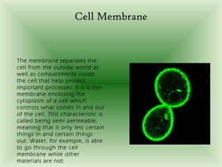 Cell Membrane


The membrane separates the
cell from the outside world as
well as compartments inside
the cell that help protect
important processes. It is a thin
membrane enclosing the
cytoplasm of a cell which
controls what comes in and out
of the cell. This characteristic is
called being semi permeable,
meaning that it only lets certain
things in and certain things
out. Water, for example, is able
to go through the cell
membrane while other
materials are not.
 