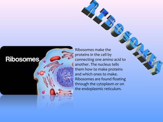 Ribosomes make the
proteins in the cell by
connecting one amino acid to
another. The nucleus tells
them how to make proteins
and which ones to make.
Ribosomes are found floating
through the cytoplasm or on
the endoplasmic reticulum.
 