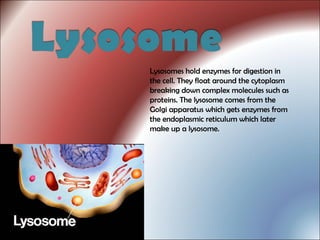 Lysosomes hold enzymes for digestion in
the cell. They float around the cytoplasm
breaking down complex molecules such as
proteins. The lysosome comes from the
Golgi apparatus which gets enzymes from
the endoplasmic reticulum which later
make up a lysosome.
 