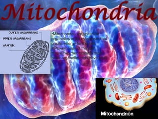 •Mitochondria are spherical
organelles in the cytoplasm that
create energy for the cell.
•“Powerhouse of the cell”
•Have two membranes (most
other organelles only have one)
 