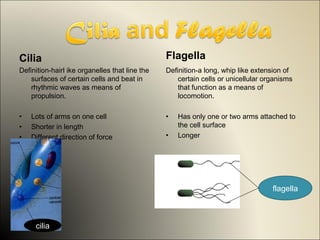 Cilia                                           Flagella
Definition-hairl ike organelles that line the   Definition-a long, whip like extension of
    surfaces of certain cells and beat in           certain cells or unicellular organisms
    rhythmic waves as means of                      that function as a means of
    propulsion.                                     locomotion.

•   Lots of arms on one cell                    •   Has only one or two arms attached to
•   Shorter in length                               the cell surface
•   Different direction of force                •   Longer




                                                                                   flagella



     cilia
 