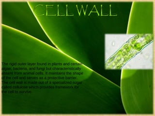 The rigid outer layer found in plants and certain
algae, bacteria, and fungi but characteristically
absent from animal cells. It maintains the shape
of the cell and serves as a protective barrier.
The cell wall is made out of a specialized sugar
called cellulose which provides framework for
the cell to survive.
 