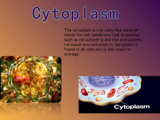 The cyt oplasm is t he J elly-like mat er ial
inside t he cell membr ane t hat or ganelles
such as mit ochondr ia and t he endoplasmic
r et iculum ar e cont ained in. Cyt oplasm is
f ound in all cells and is also used f or
st or age.
 