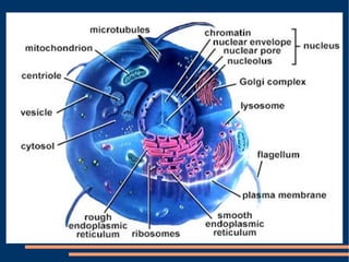 The Cell (Slideshow) | PPT