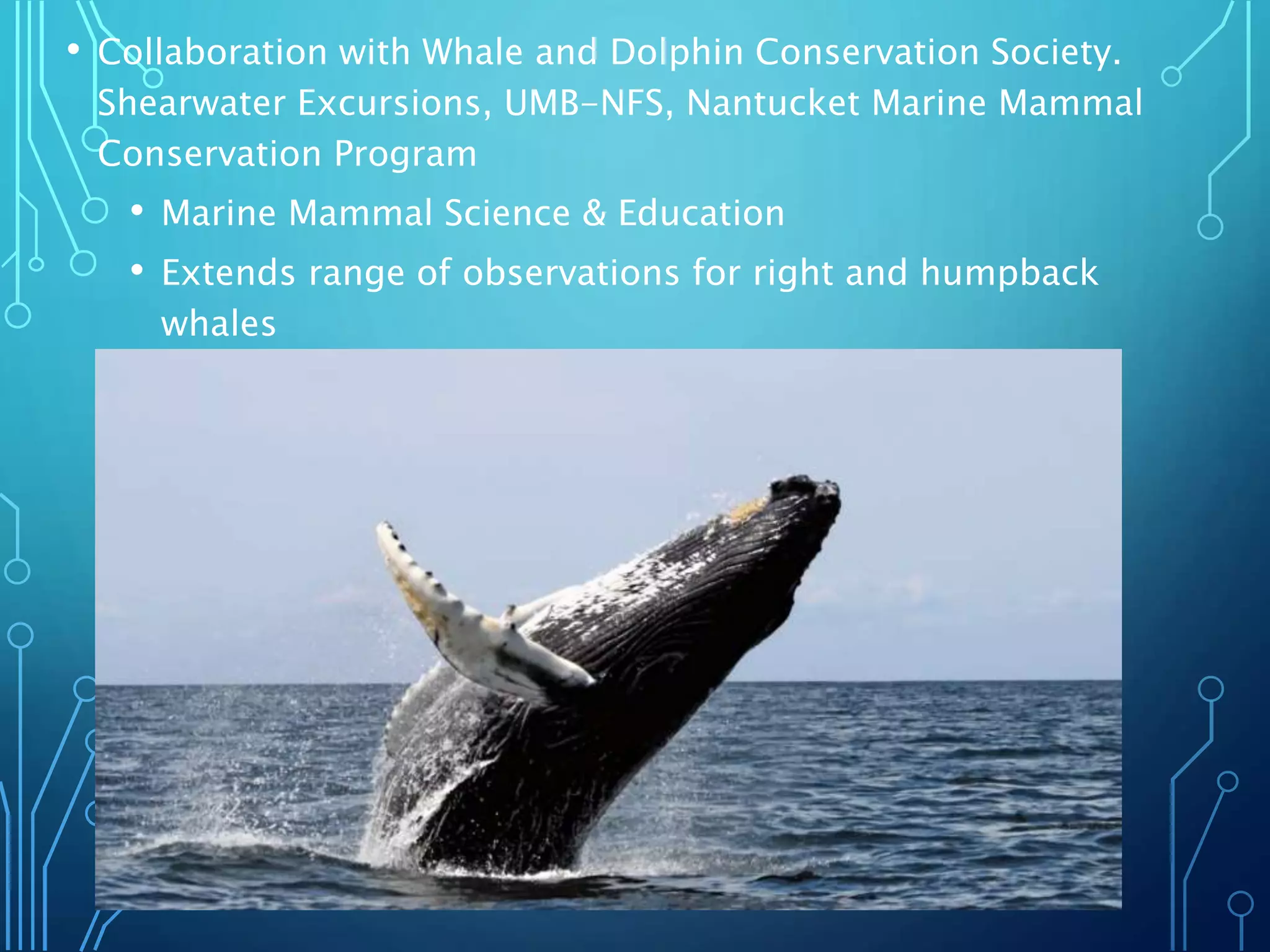 • Collaboration with Whale and Dolphin Conservation Society.
Shearwater Excursions, UMB-NFS, Nantucket Marine Mammal
Conservation Program
• Marine Mammal Science & Education
• Extends range of observations for right and humpback
whales
• Enhances experience on whale watches
 