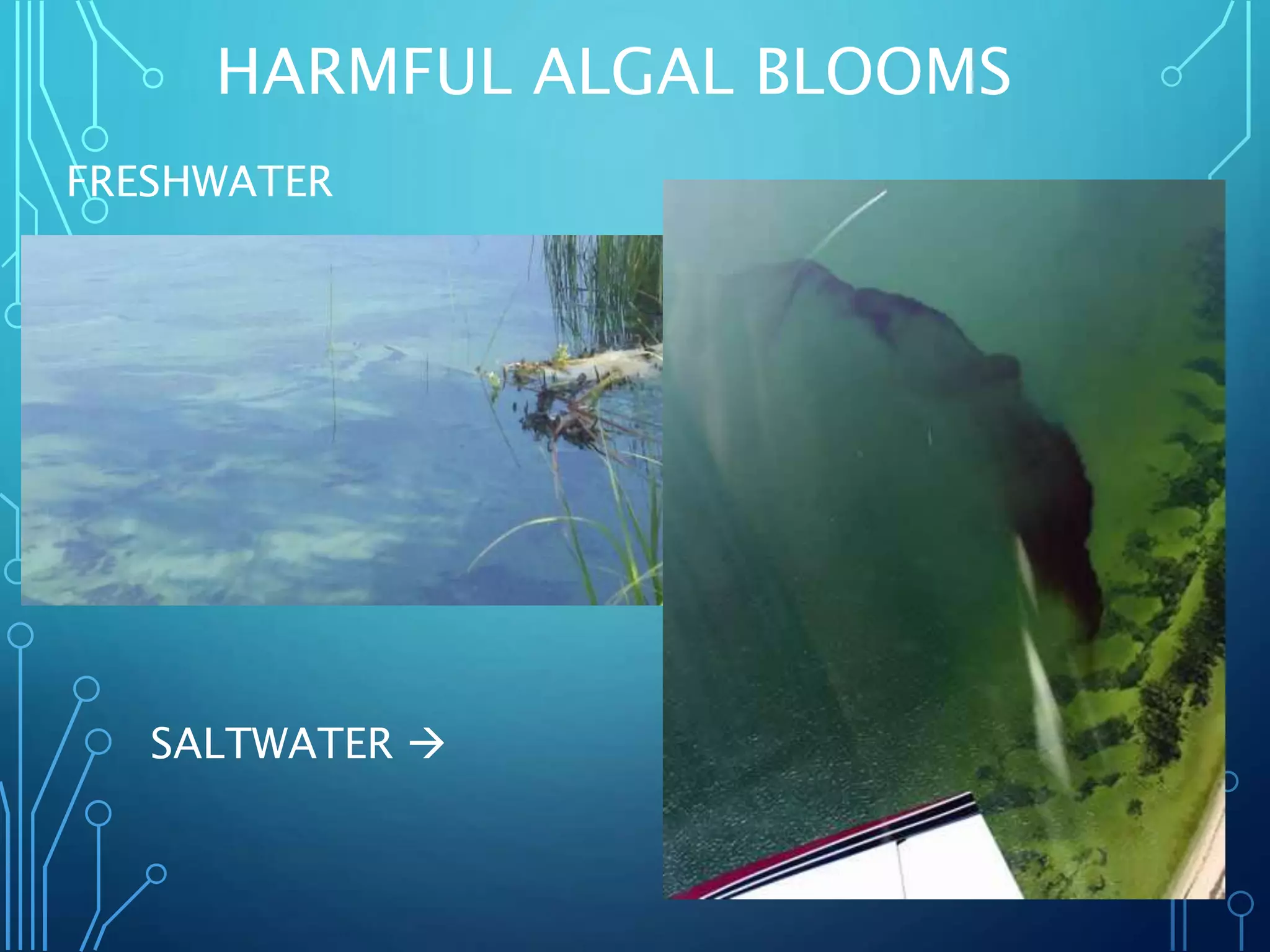HARMFUL ALGAL BLOOMS
FRESHWATER
SALTWATER 
 