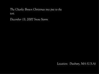 The Charlie Brown Christmas tree put to the test.  December 13, 2007 Snow Storm Location:  Duxbury, MA (U.S.A) 