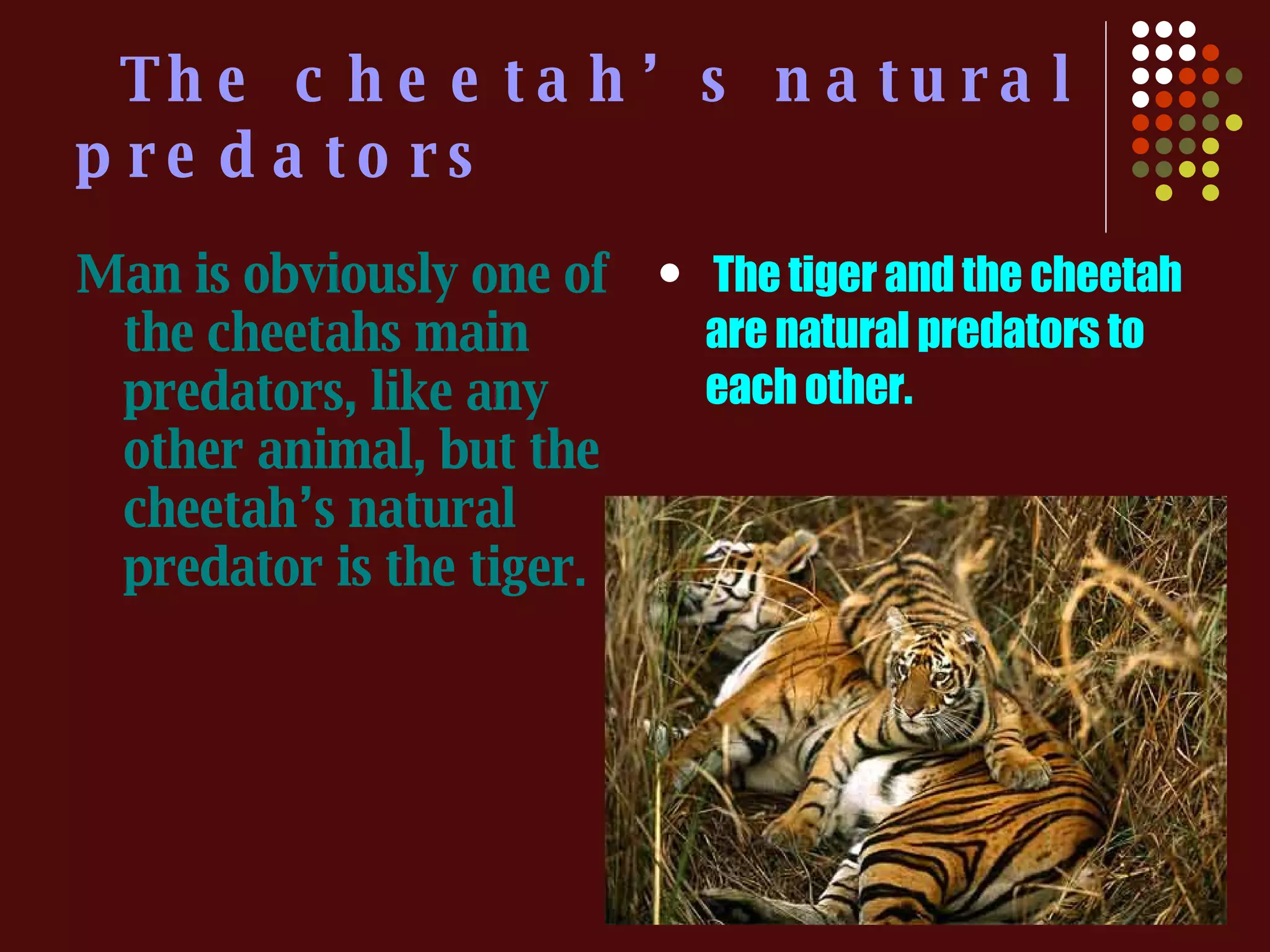 The cheetah’s natural predators Man is obviously one of the cheetahs main predators, like any other animal, but the cheetah’s natural predator is the tiger . The tiger and the cheetah are natural predators to each other. 