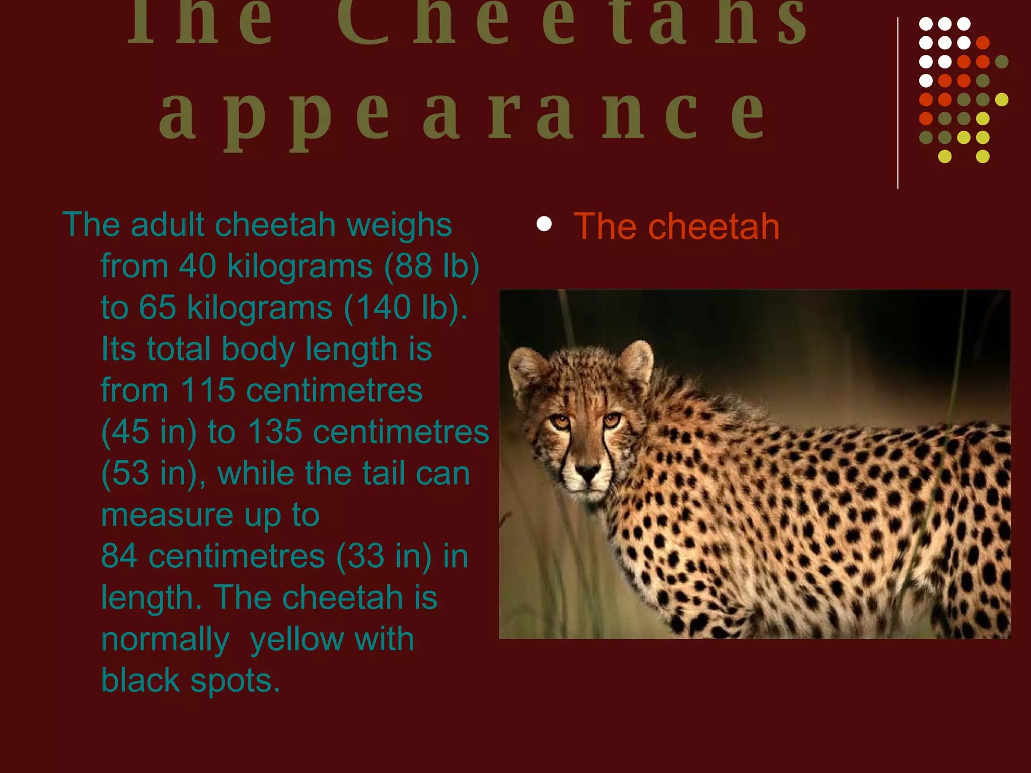 The Cheetahs appearance The adult cheetah weighs from 40 kilograms (88 lb) to 65 kilograms (140 lb). Its total body length is from 115 centimetres (45 in) to 135 centimetres (53 in), while the tail can measure up to 84 centimetres (33 in) in length. The cheetah is normally  yellow with black spots.  The cheetah 