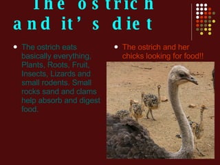 The Cheetah And The Ostrich