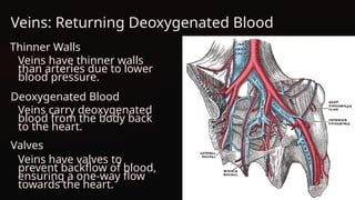 Veins: Returning Deoxygenated Blood
Thinner Walls
Veins have thinner walls
than arteries due to lower
blood pressure.
Deoxygenated Blood
Veins carry deoxygenated
blood from the body back
to the heart.
Valves
Veins have valves to
prevent backflow of blood,
ensuring a one-way flow
towards the heart.
 