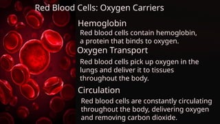 Red Blood Cells: Oxygen Carriers
Hemoglobin
Oxygen Transport
Circulation
Red blood cells are constantly circulating
throughout the body, delivering oxygen
and removing carbon dioxide.
Red blood cells contain hemoglobin,
a protein that binds to oxygen.
Red blood cells pick up oxygen in the
lungs and deliver it to tissues
throughout the body.
 