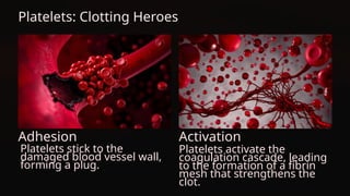 Platelets: Clotting Heroes
Adhesion Activation
Platelets activate the
coagulation cascade, leading
to the formation of a fibrin
mesh that strengthens the
clot.
Platelets stick to the
damaged blood vessel wall,
forming a plug.
 