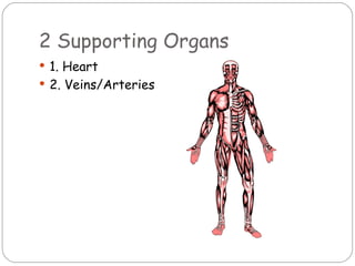 2 Supporting Organs 1. Heart 2. Veins/Arteries 