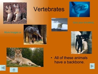 The Classification Of Living Organisms Ed205 | PPT