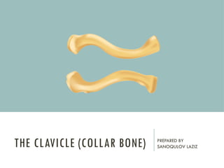 Comprehensive Anatomy and Clinical Insights on the Clavicle (Collar ...