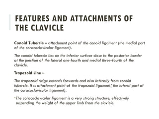 Conoid Ridge Comprehensive Anatomy and Clinical Insights on the Clavicle (Collar ...