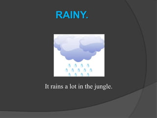 RAINY.
It rains a lot in the jungle.