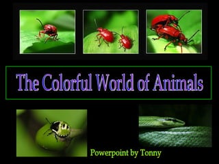 The Colorful World of Animals Powerpoint by Tonny 