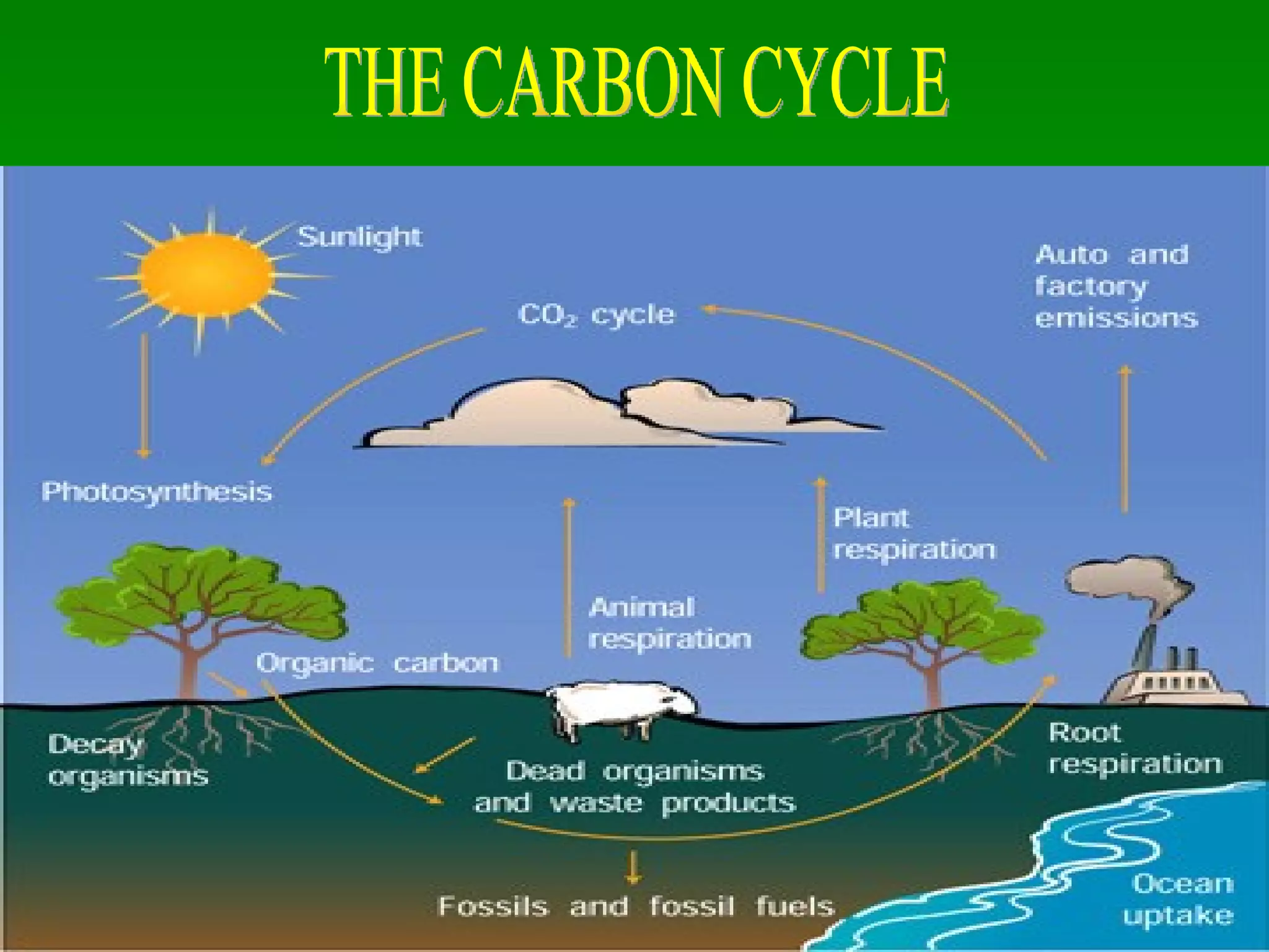 THE CARBON CYCLE 