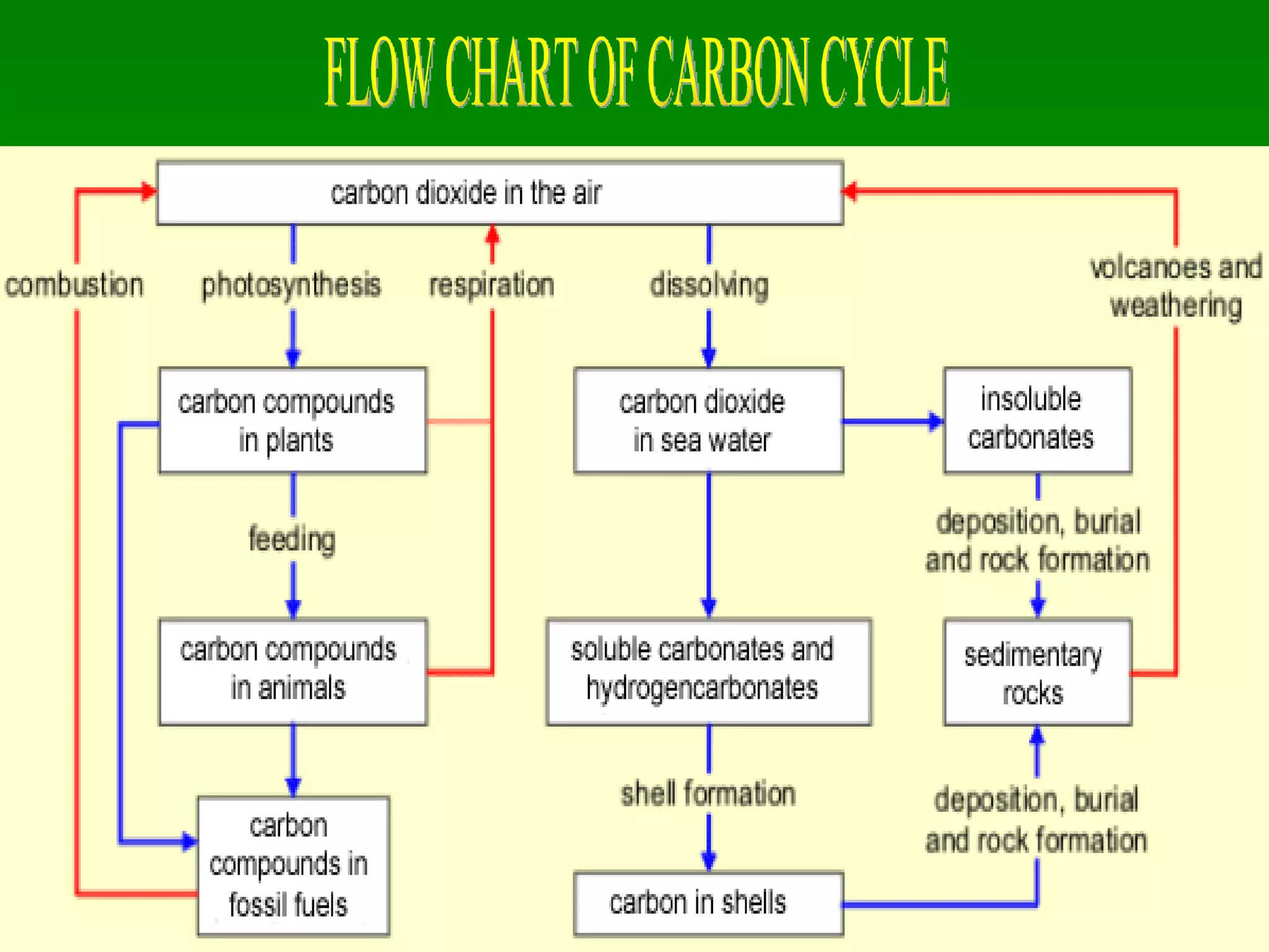 FLOW CHART OF CARBON CYCLE 
