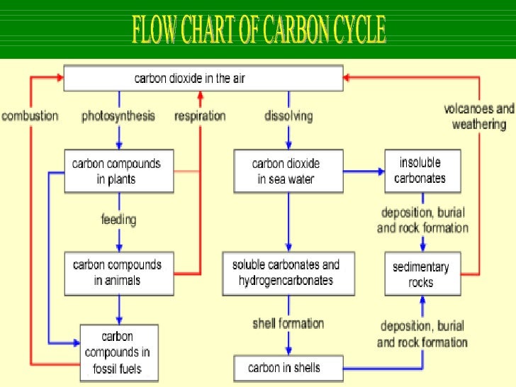 flowchart of carbon cycle the cycle of life1 flowchart of carbon cycle the cycle of life1