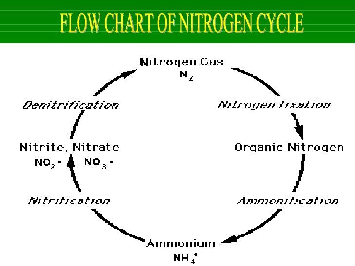 Nitrogen Cycle Flow Diagram Images - How To Guide And Refrence