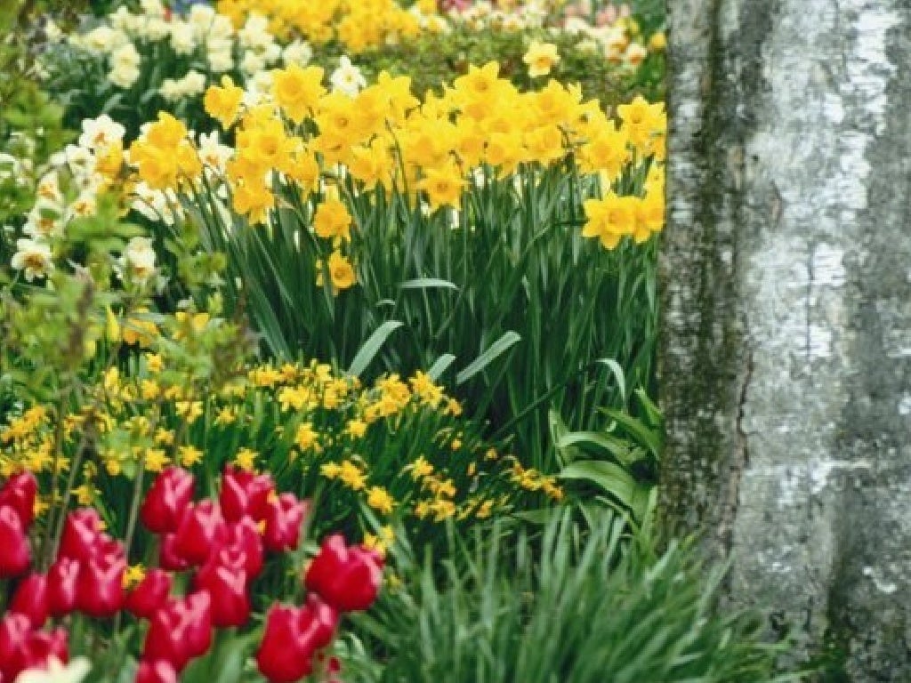 The Daffodil Principle